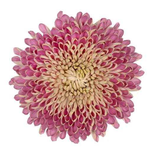 V26 Cremons Couture Pink