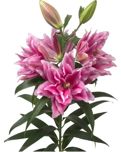 (A) V26 RoseLily Pink Ciara