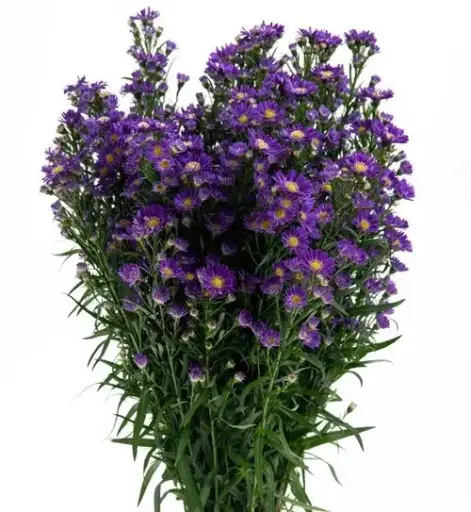 M26 Asters Purple Calipso