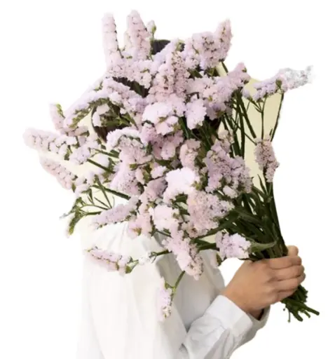 (C) V26 Statice Light Pink