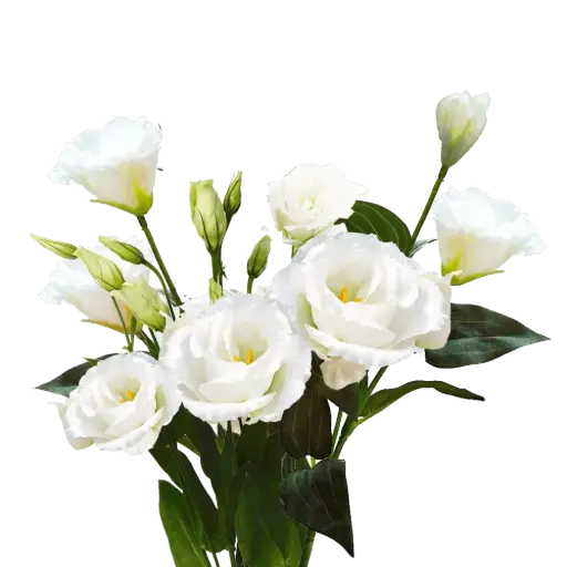 M26 Lisianthus White  
