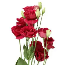 V26 Lisianthus Red