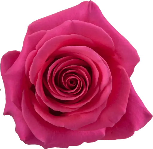 (C) V26 40cm Rose Hot Pink Floyd