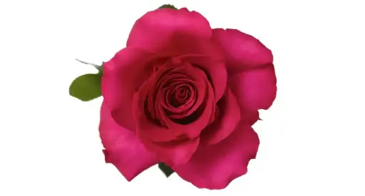 M26 40cm Rose Hot Pink Princess