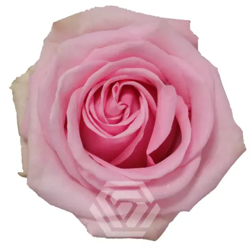 V26 40cm Roses Pink Sweet Cake 