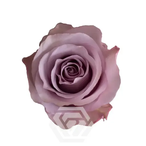 V26 40cm Roses Lilac Star Platinum  
