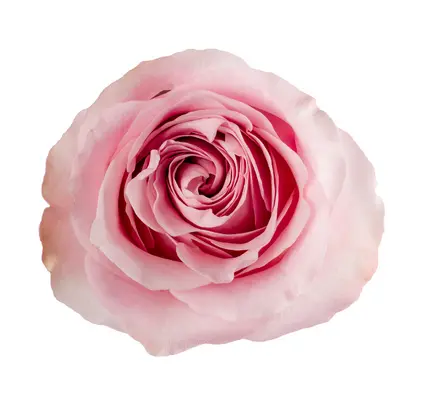 M26 40cm Garden Roses Blush Pink Sweet For Love 