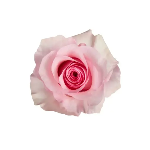 V26 50cm Roses Pink Christa 