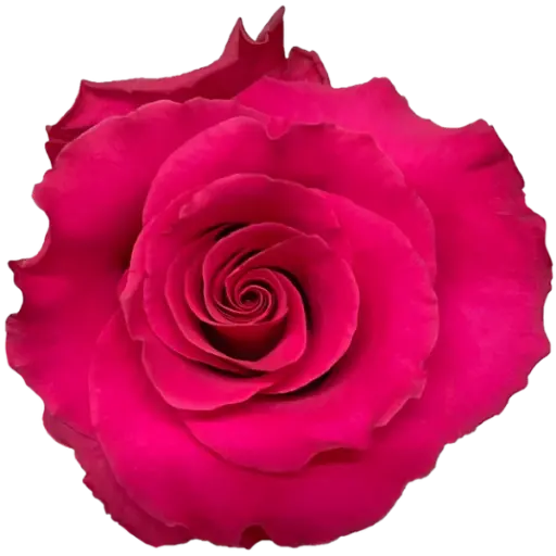 M26 50cm Rose Hot Pink Explorer 