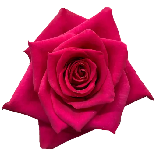 V26 50cm Rose Hot Pink Explorer 