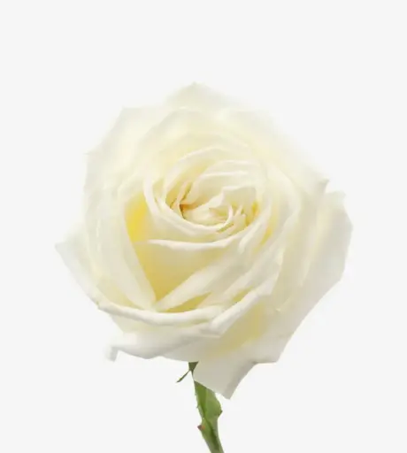 V26 50cm Roses White Playa Blanca 