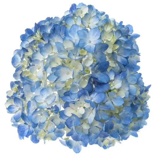 AL26 Hydrangeas Blue