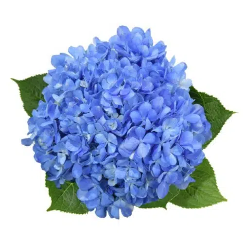 V26 Hydrangeas Shocking Blue