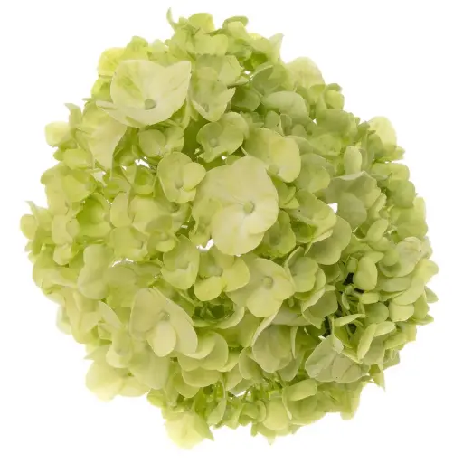 AL26 Hydrangeas Green