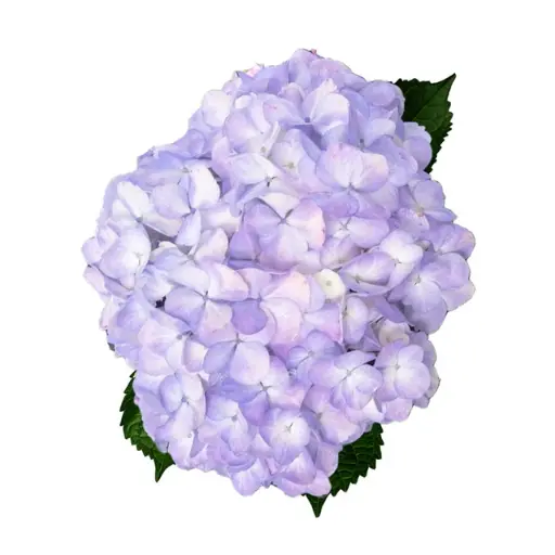 (A) V26 Hydrangeas Light Purple