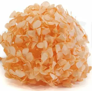 (A) V26 Hydrangeas Light Orange