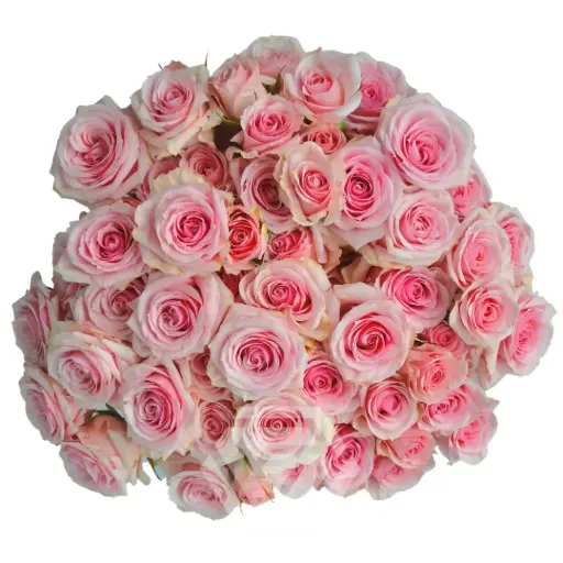 (C) V26 60CM Spray Roses Light Pink Suspiro  