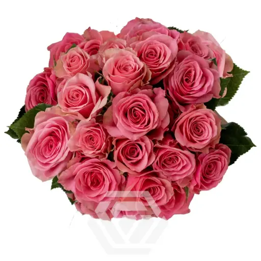 V26 60CM Spray Roses Medium Pink BonBon