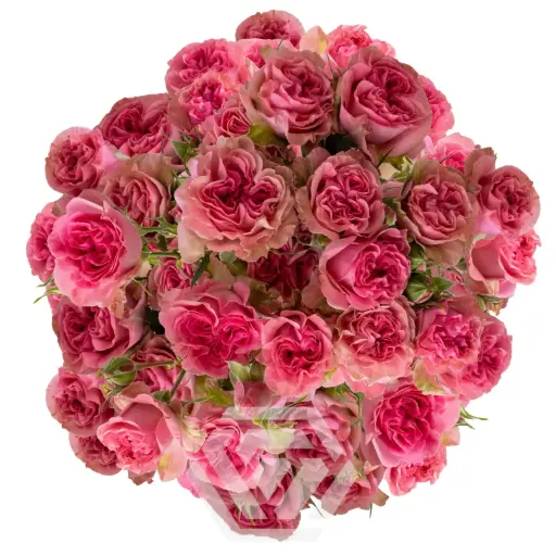 V26 60CM Spray Roses Pink Flow