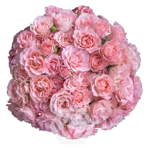 V26 40CM Spray Roses Medium Pink Constellation