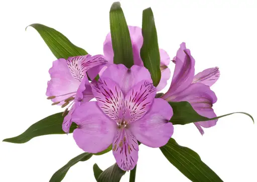 M26 70cm Alstroemerias Lilac Galaxy