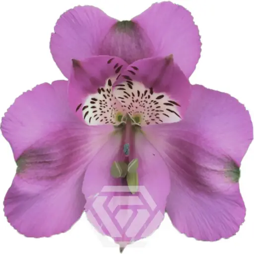 V26 70CM Alstromeria Antaris