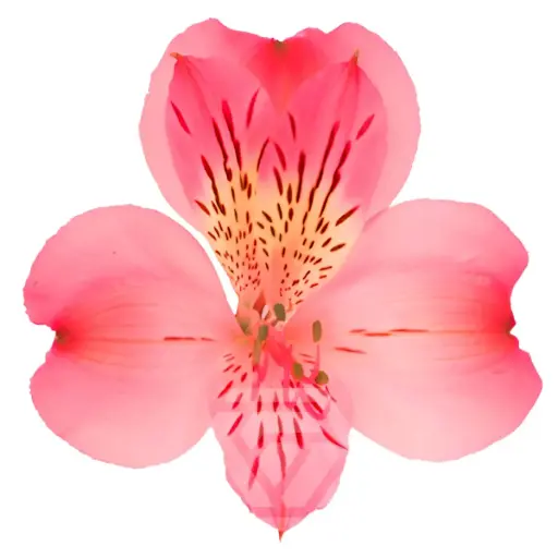 V26 70CM Alstromeria Medium Pink Nora