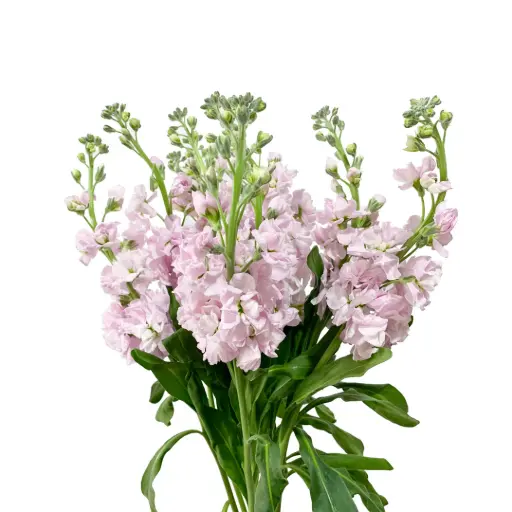 AL26 Stock Light Pink