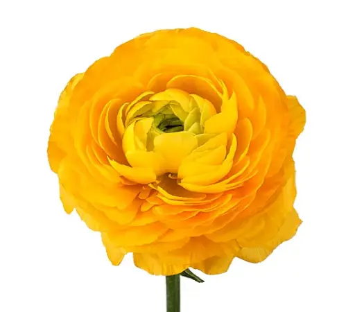 M26 40cm Ranunculus Yellow Giallo