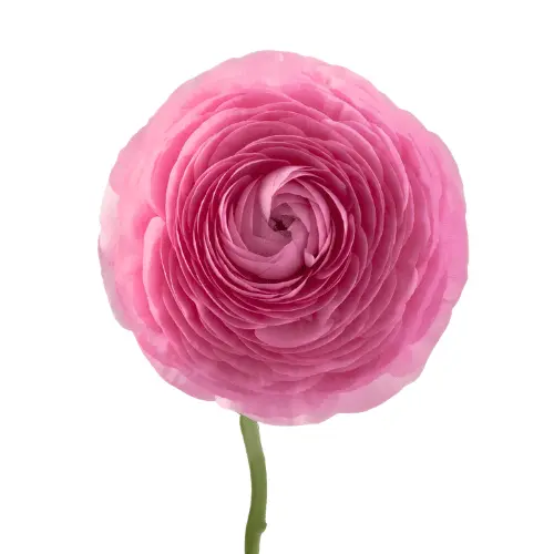 M26 40cm Ranunculus Medium Pink Elegance