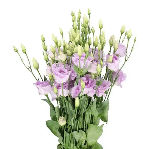 V26 Lisianthus Lilac 