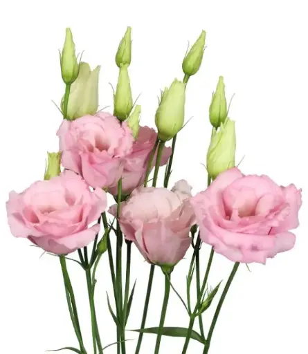 M26 Lisianthus Pink 
