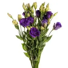 (C) V26 Lisianthus Purple 