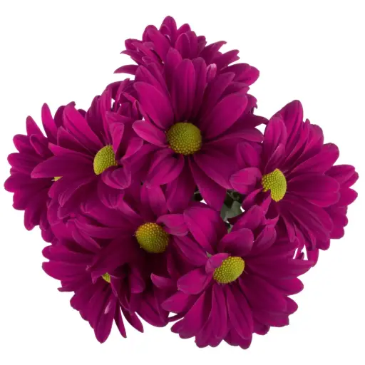 M26 Daisies Purple Randal
