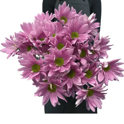 M26 Daisies Lilac Rihana