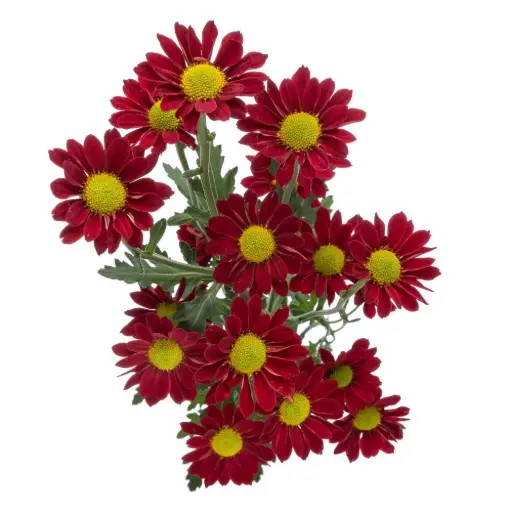 V26 Micropom Picante 