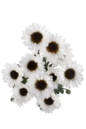 (C) V26 Micropoms Greicy White