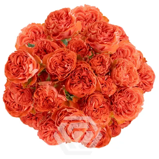 V26 50CM Spray Rose Orange Trendsetter