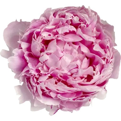 (C) V26 Peonies Pink Sarah Bernhart (Per Stem)
