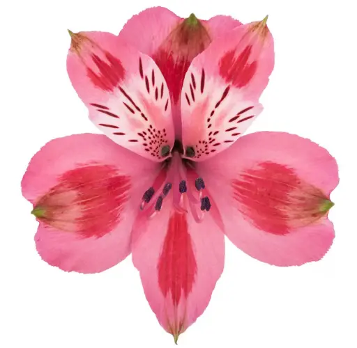 Alstromerias Variagated Pink 