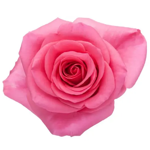 V26 50cm Rose Medium Pink Tabatha 