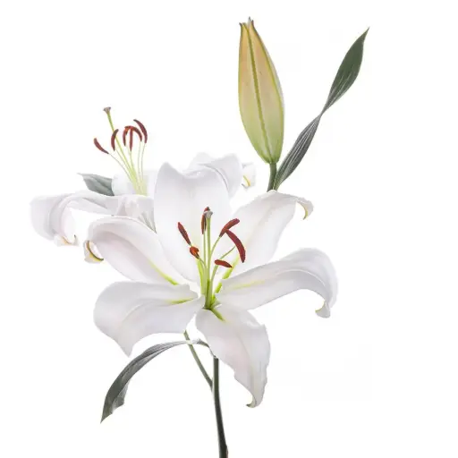 (C) V26 Oriental Lilies White Zambesi 