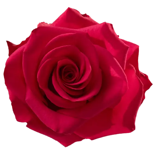 40cm Roses Deep Pink V.I.  