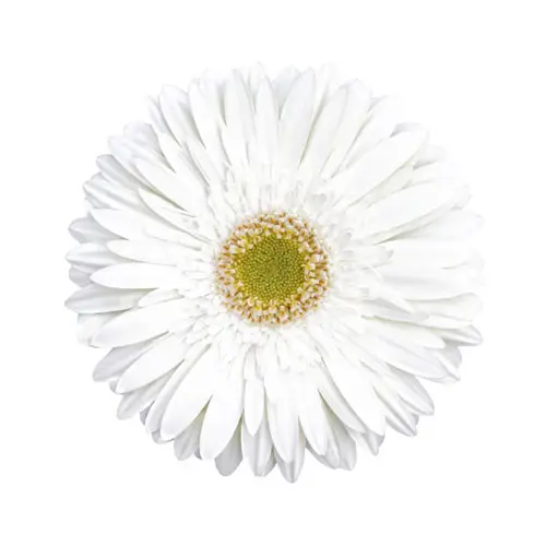 Gerbera Bianca White