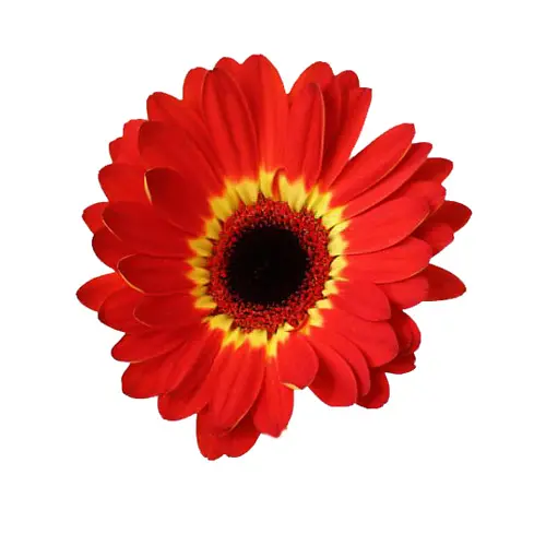 Gerbera Oxford Deep Orange 