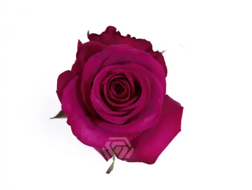 40cm Roses Purple Roseberry
