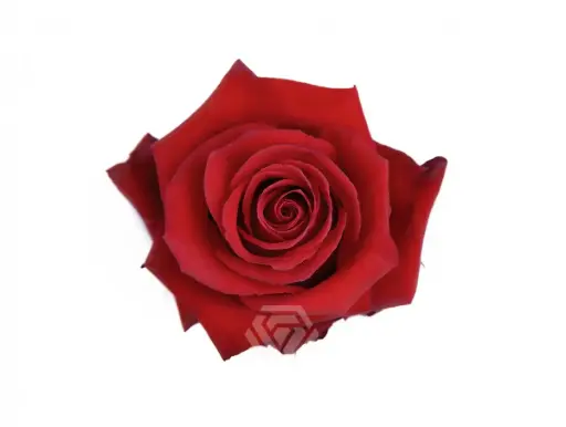 40cm Roses Orange Nina 