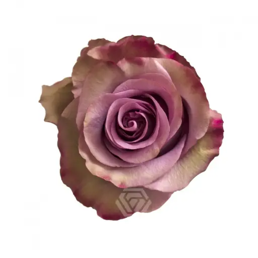 50cm Roses Lavender Govinda
