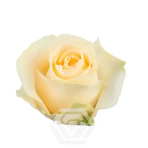 40cm Roses Peach Nectarine