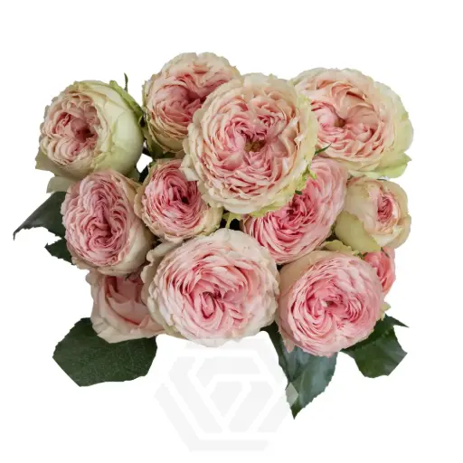 Spray Roses Light Pink Bridal